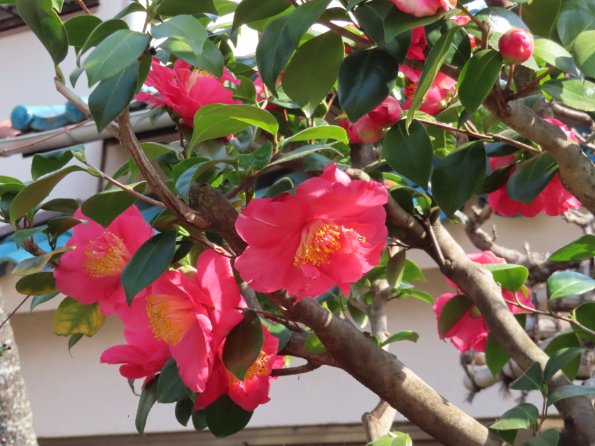 ファイル 8506-2.jpg