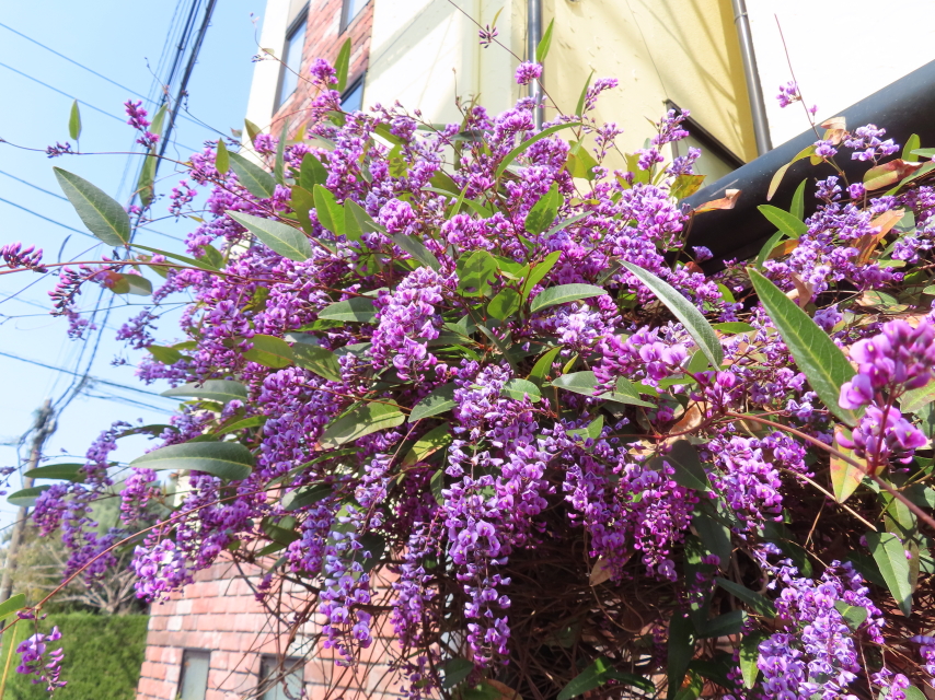 ファイル 8507-1.jpg