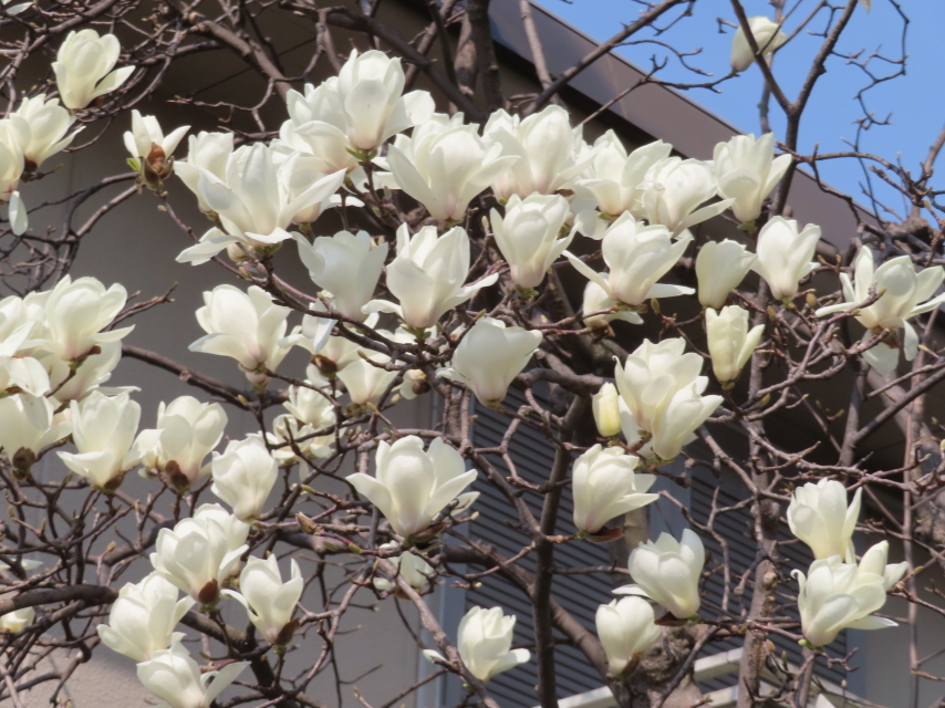 ファイル 8507-2.jpg