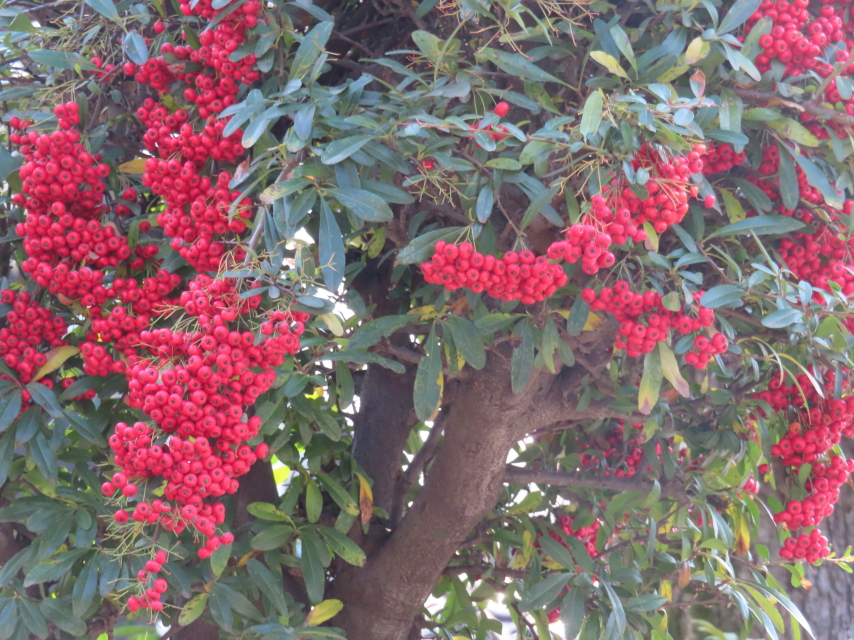 ファイル 8507-3.jpg