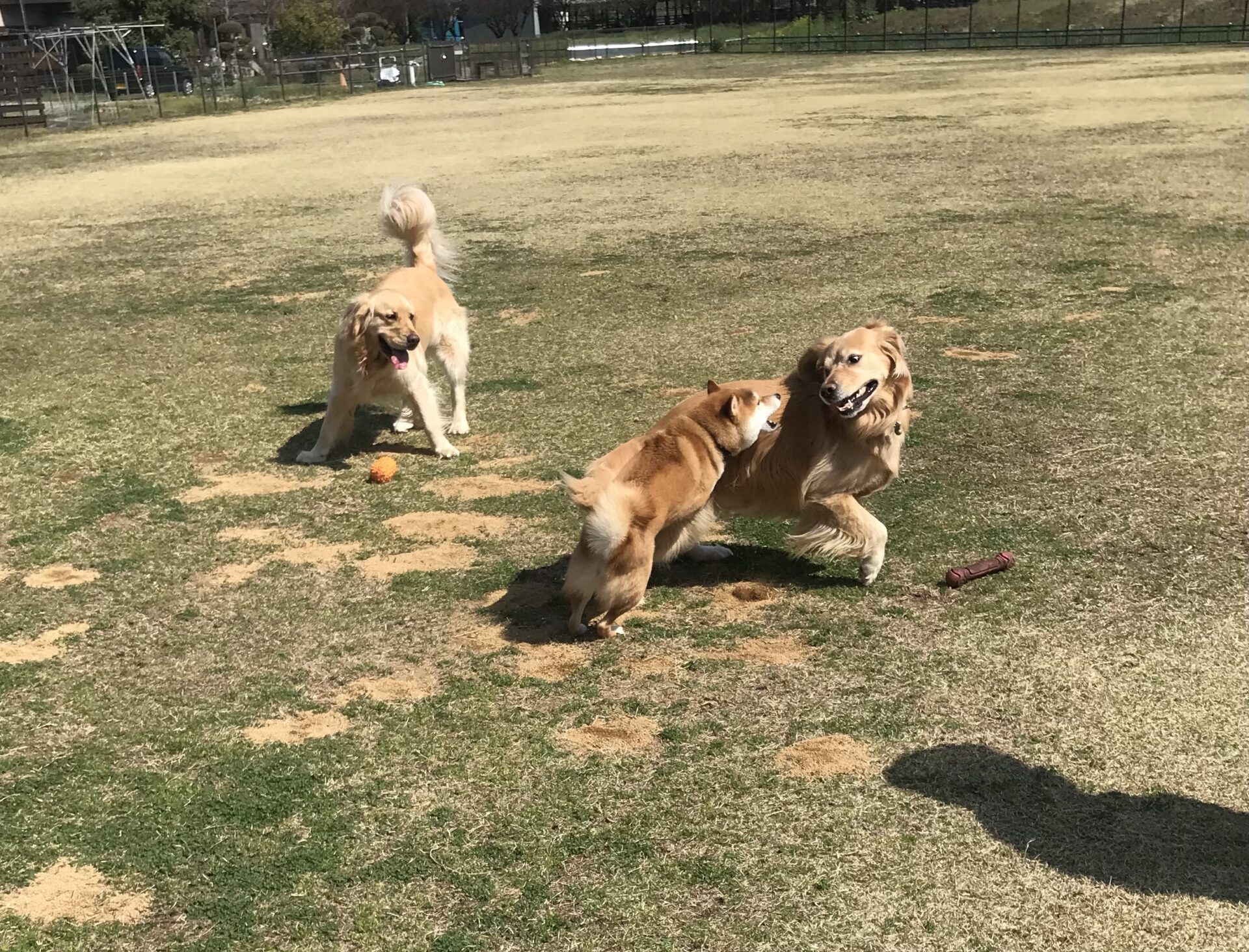 ファイル 8511-2.jpeg