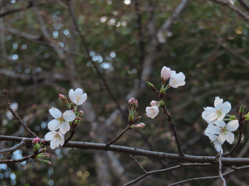 ファイル 8512-1.jpg