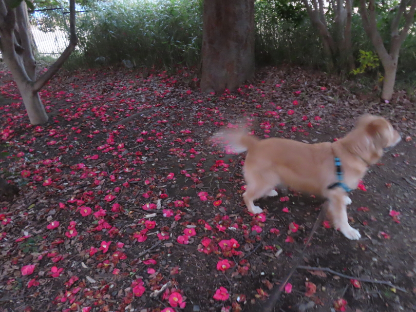 ファイル 8512-4.jpg