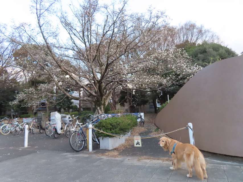 ファイル 8512-5.jpg