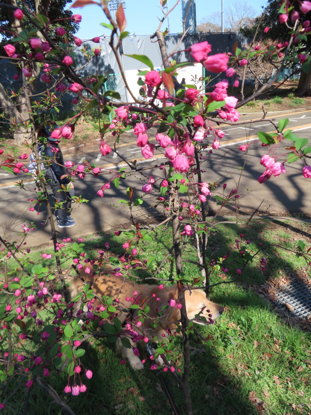 ファイル 8514-3.jpg