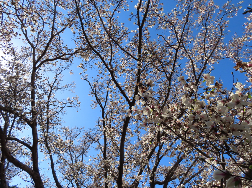 ファイル 8515-5.jpg