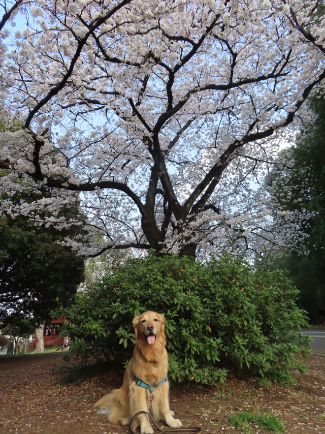 ファイル 8517-3.jpg