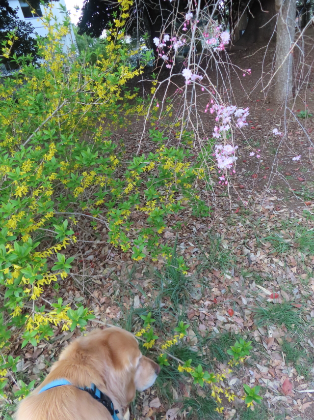 ファイル 8517-5.jpg