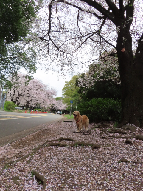 ファイル 8521-1.jpg