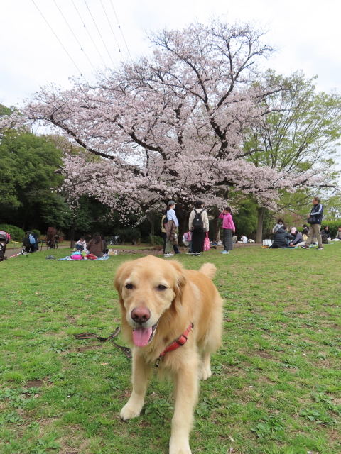 ファイル 8521-3.jpg