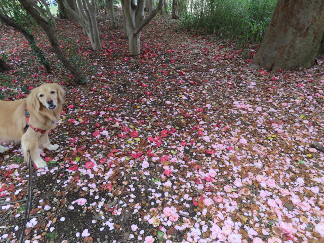 ファイル 8522-1.jpg