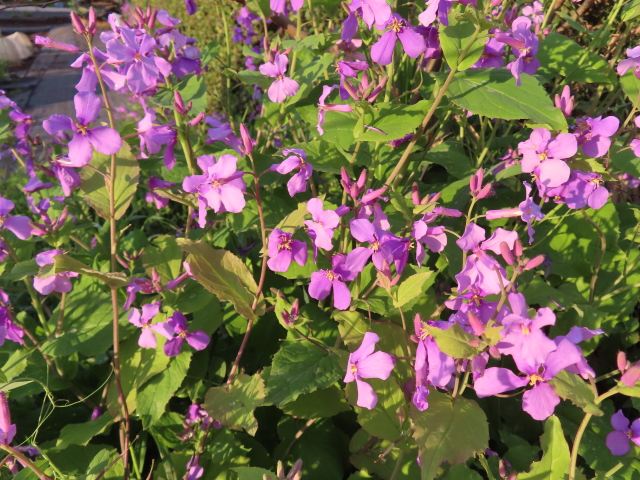 ファイル 8524-2.jpg