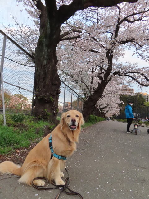 ファイル 8524-5.jpg