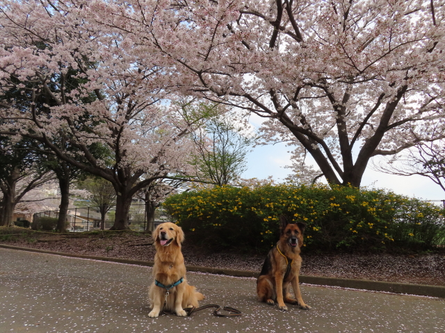 ファイル 8525-1.jpg