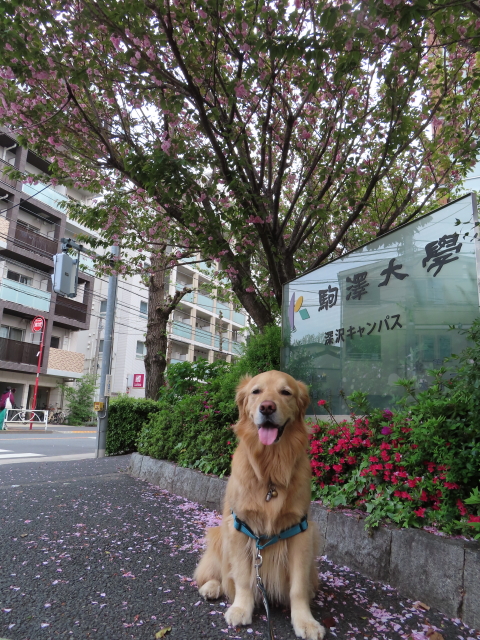 ファイル 8535-1.jpg