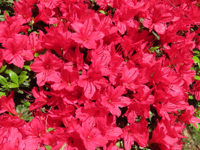 ファイル 8536-1.jpg