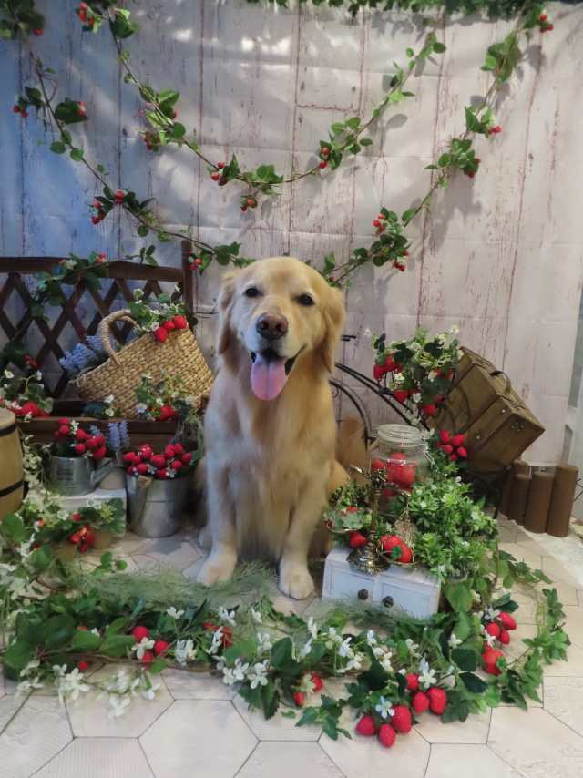 ファイル 8541-3.jpg