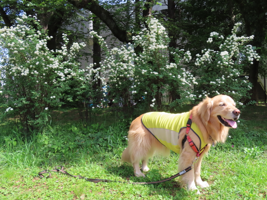 ファイル 8544-4.jpg