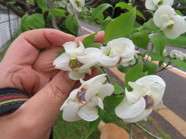 ファイル 8545-3.jpg