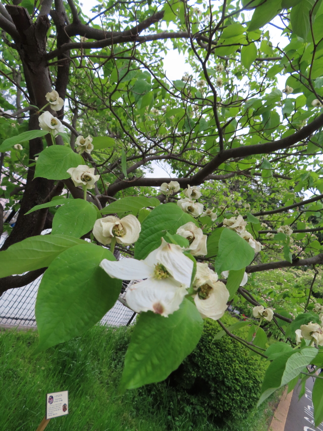 ファイル 8545-5.jpg