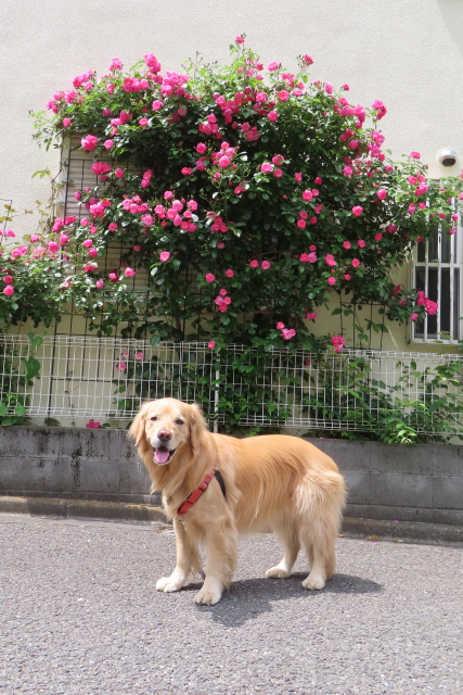 ファイル 8551-1.jpg