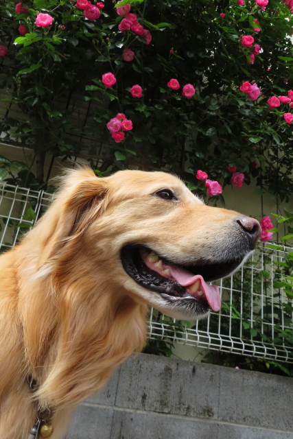 ファイル 8551-2.jpg