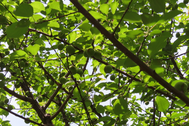 ファイル 8551-4.jpg