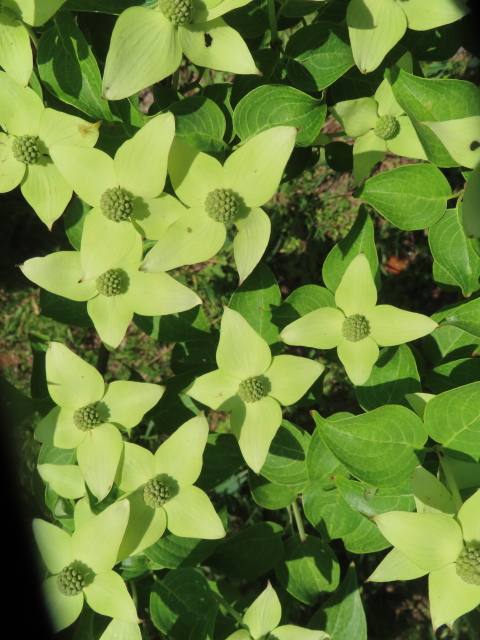 ファイル 8554-4.jpg