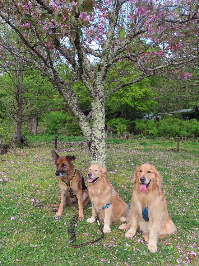 ファイル 8557-3.jpg