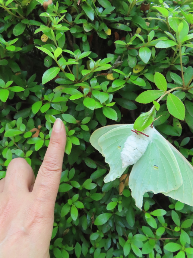 ファイル 8565-2.jpg