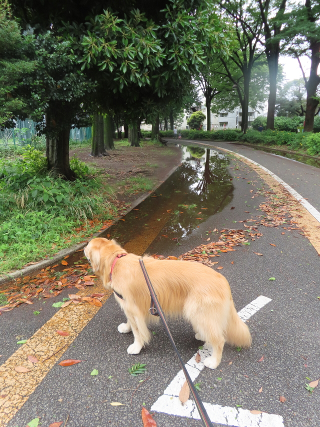 ファイル 8571-1.jpg