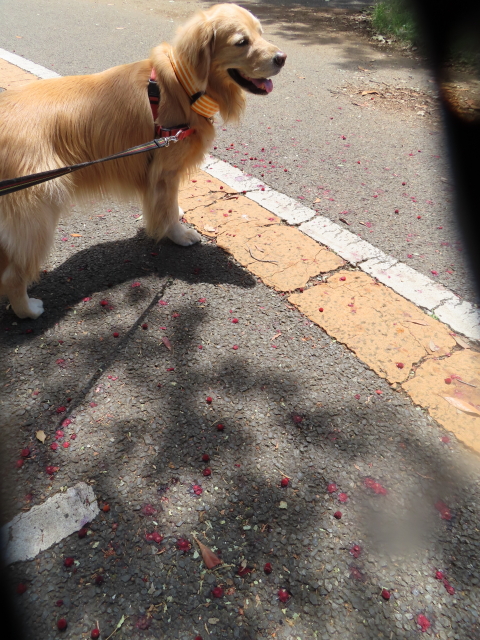 ファイル 8572-2.jpg