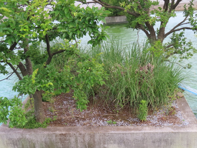 ファイル 8573-1.jpg