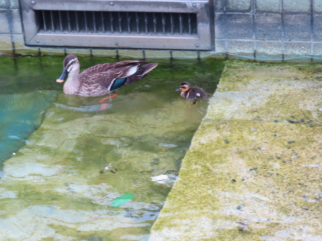 ファイル 8573-3.jpg