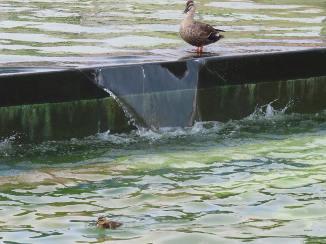 ファイル 8573-4.jpg