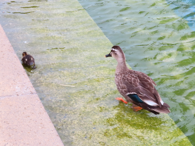 ファイル 8573-5.jpg