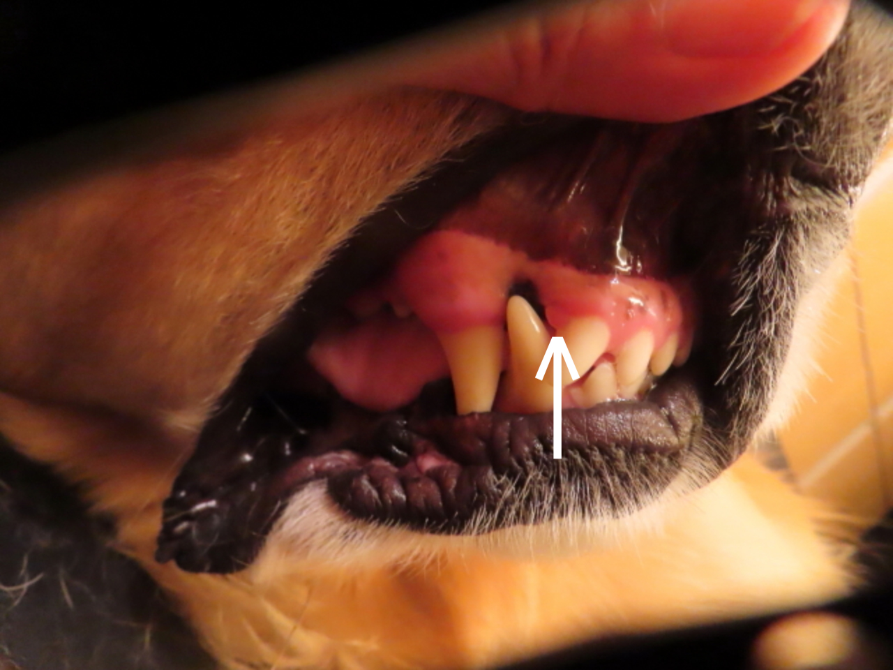 ファイル 8575-1.jpg