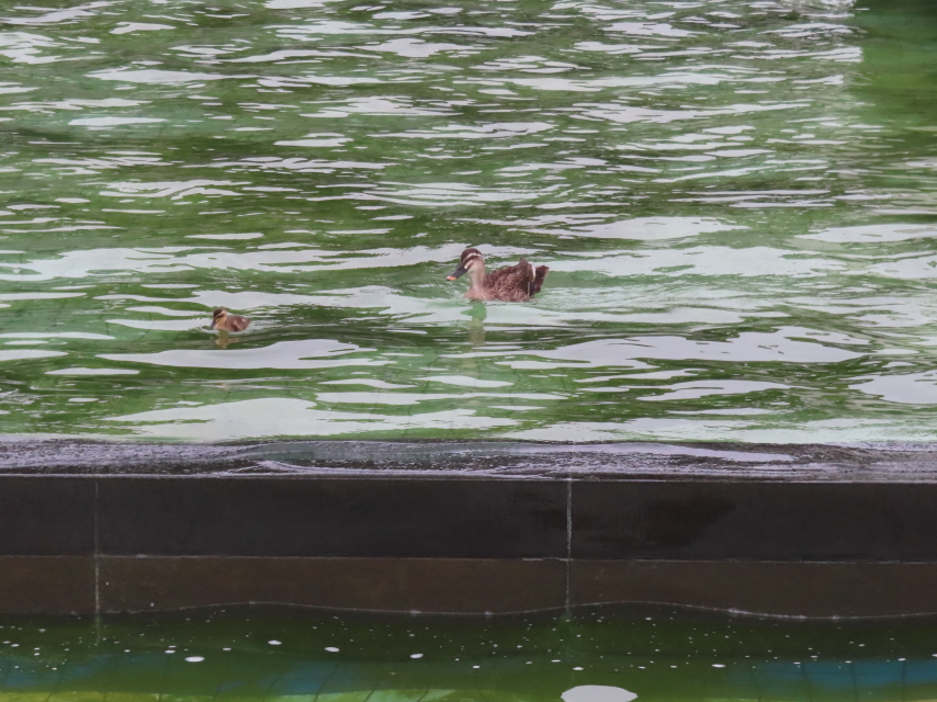 ファイル 8577-5.jpg