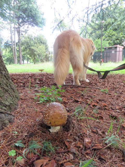 ファイル 8582-1.jpg