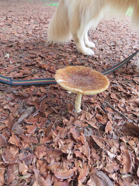 ファイル 8582-2.jpg