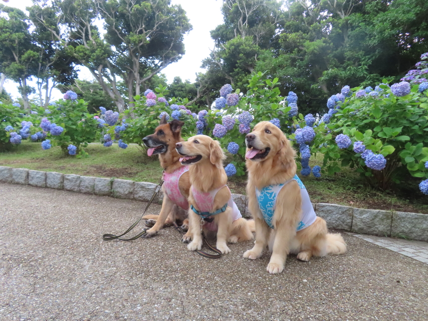 ファイル 8584-1.jpg