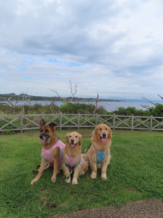 ファイル 8584-3.jpg