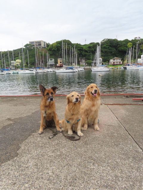 ファイル 8585-4.jpg