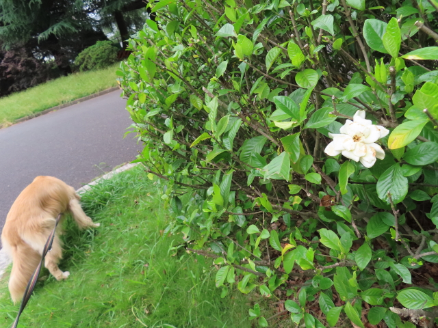 ファイル 8588-1.jpg