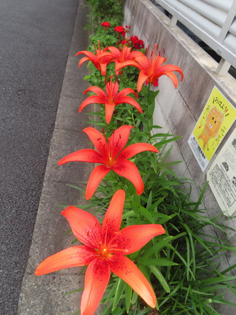 ファイル 8588-4.jpg