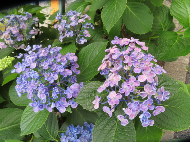 ファイル 8589-3.jpg