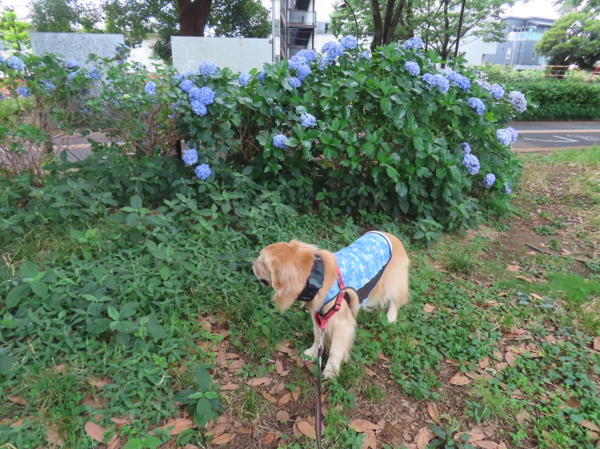 ファイル 8592-5.jpg