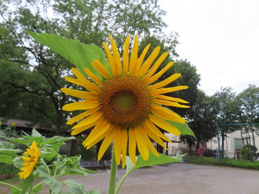 ファイル 8593-1.jpg