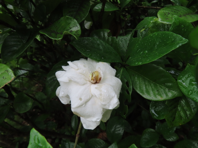 ファイル 8593-5.jpg