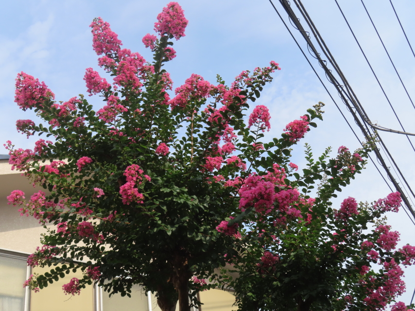 ファイル 8601-1.jpg